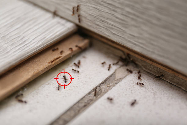 Best Exterminator Services  in New Bremen, OH