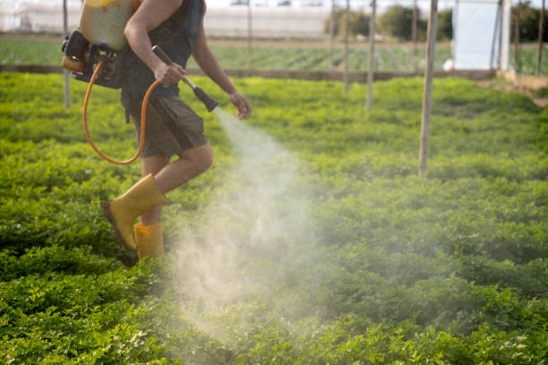 Best Wasp Removal Services  in New Bremen, OH