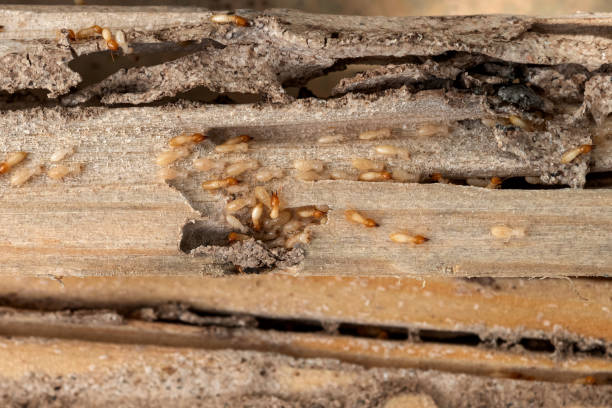 Best Local Pest Control Services  in New Bremen, OH