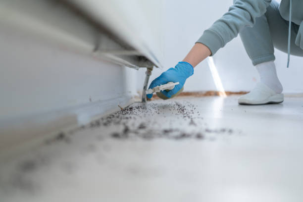 Best Spider Control Near Me  in New Bremen, OH